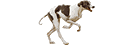 MHS Greyhound